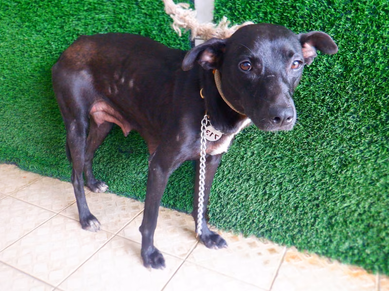 Black adult female mixed-breed dog, Medium, shelter no. …4713