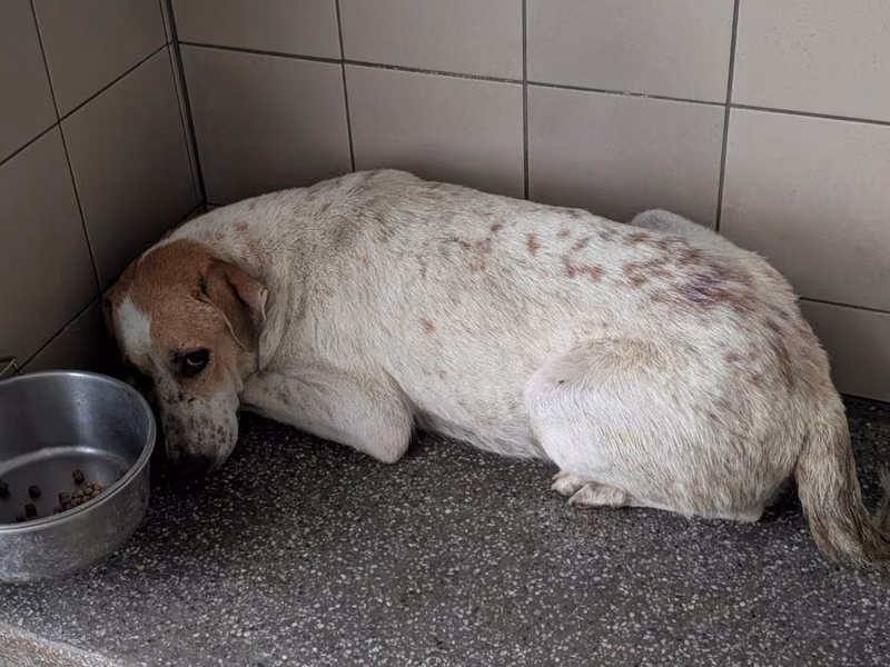 Patched adult female mixed-breed dog, Large, shelter no. …1005