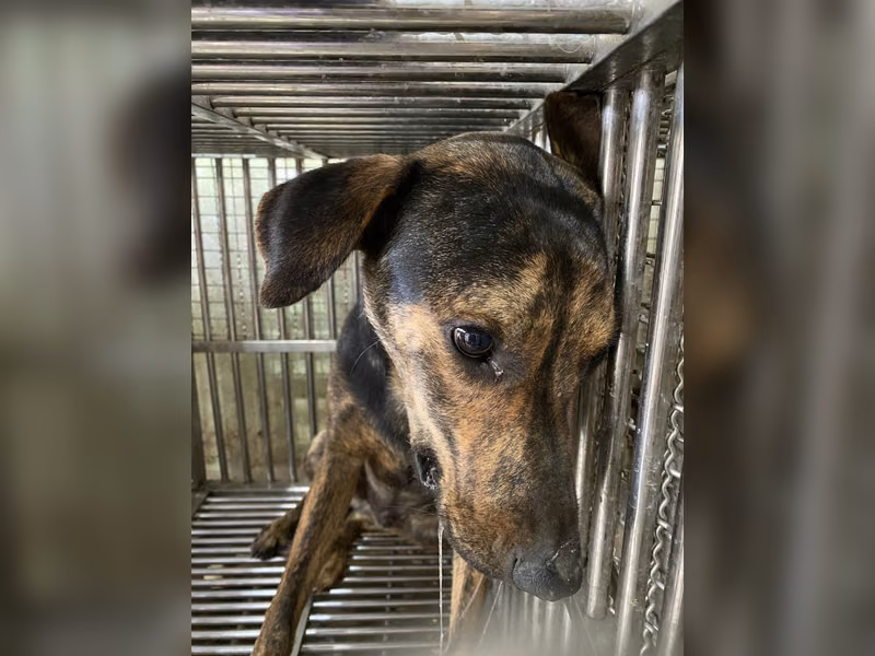 Tabby adult male mixed-breed dog, Medium, shelter no. …3-05