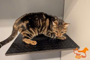 Brown tabby adult male European Shorthair, shelter no. …4337