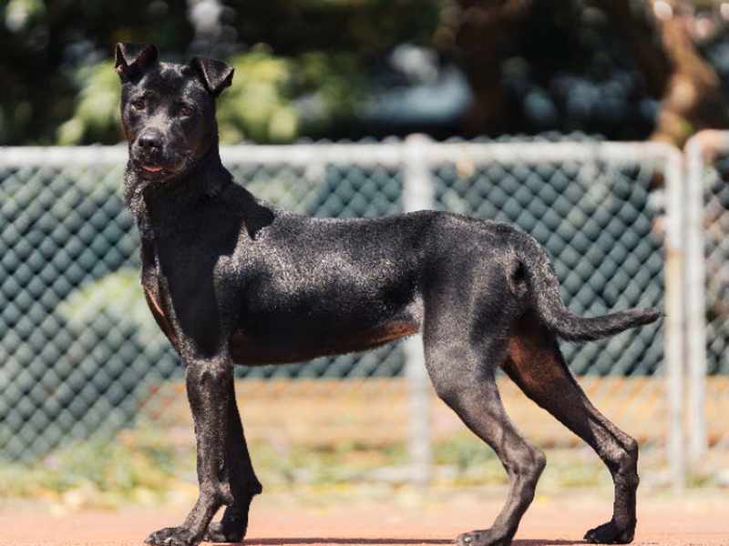 Black adult female mixed-breed dog, Medium, shelter no. …2901