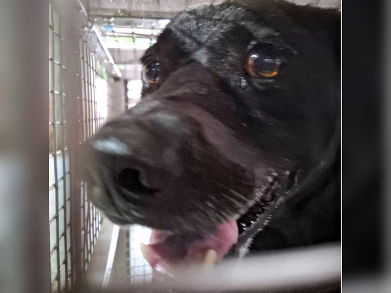 Black adult male mixed-breed dog, Medium, shelter no. …1-08
