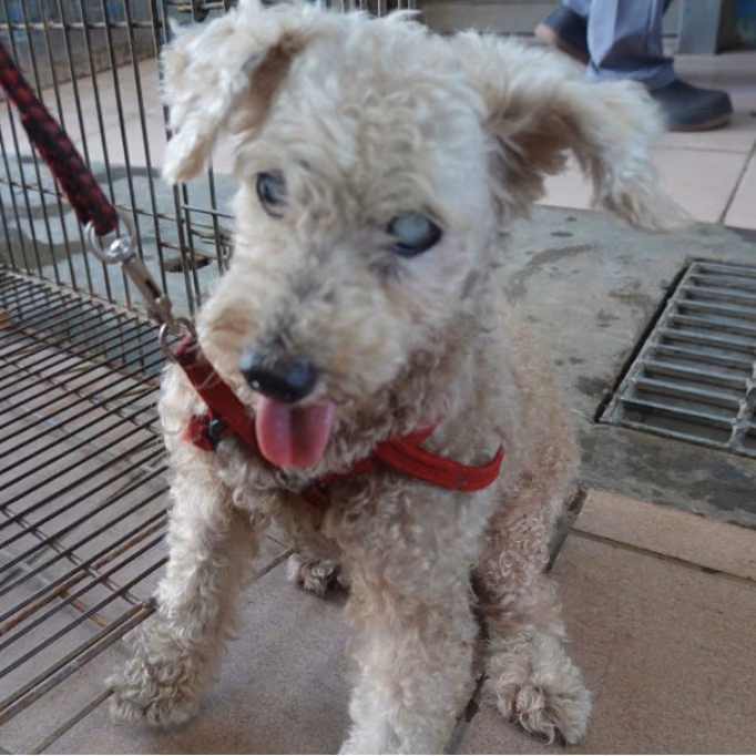 White adult male poodle, Medium, shelter no. …1-01