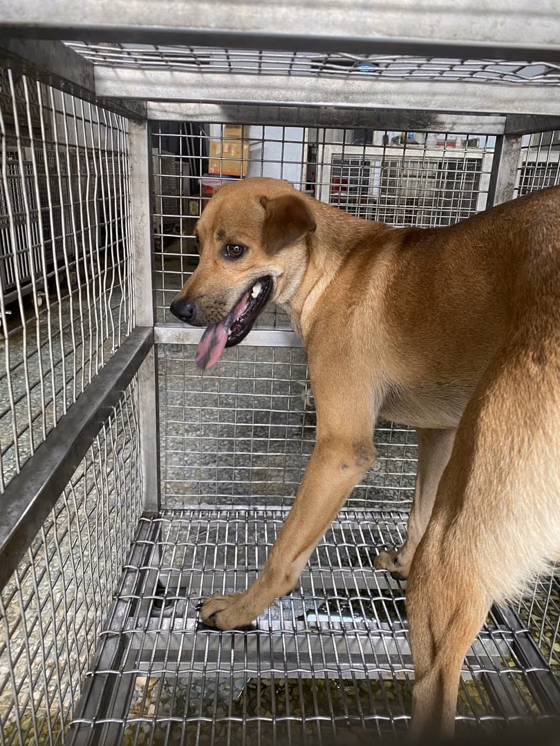 Tan adult male mixed-breed dog, Medium, shelter no. …0-01