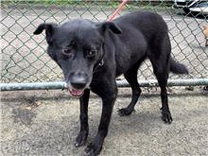 Black young female mixed-breed dog, Medium, shelter no. …1316