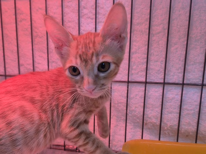 Orange tabby young male mixed-breed cat, Small, shelter no. …2007