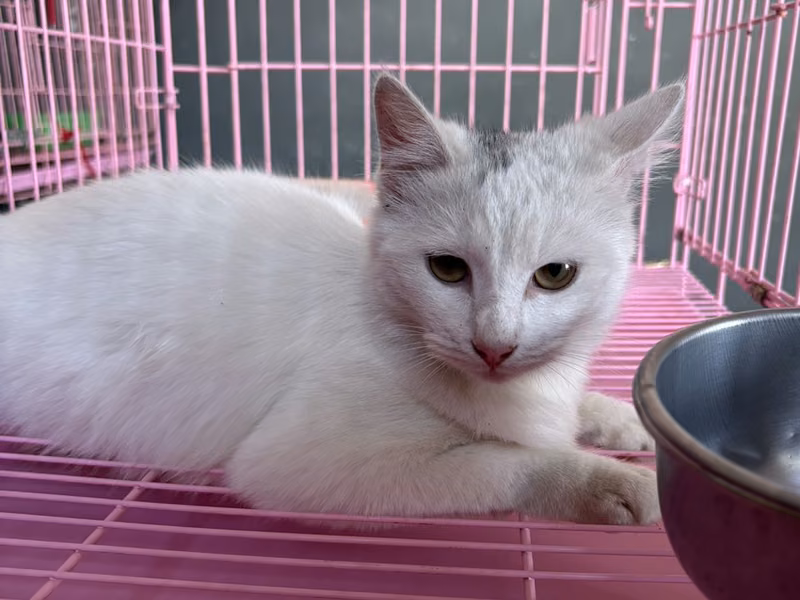 Gray-and-white adult female mixed-breed cat, Medium, shelter no. …7004