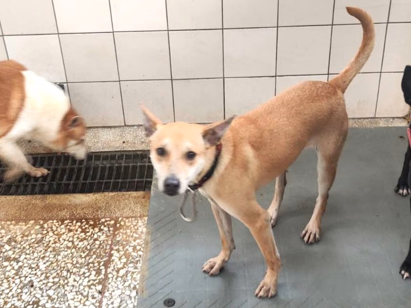 Tan adult female mixed-breed dog, Medium, shelter no. …5A12