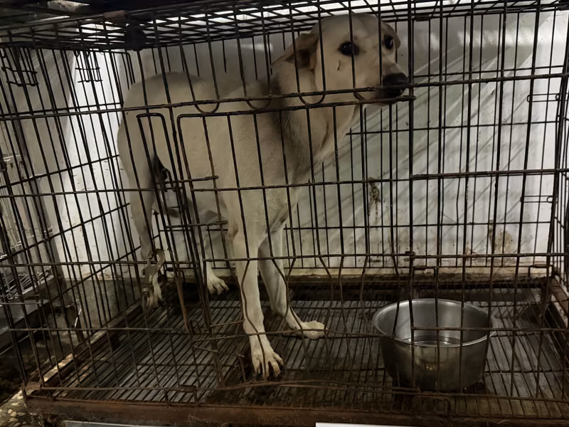 White adult male mixed-breed dog, Large, shelter no. …066D