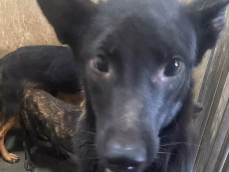 Black adult female mixed-breed dog, Large, shelter no. …1009