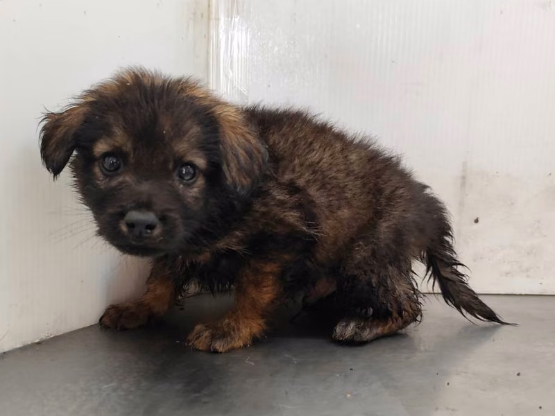 Black young male mixed-breed dog, Medium, shelter no. …1109