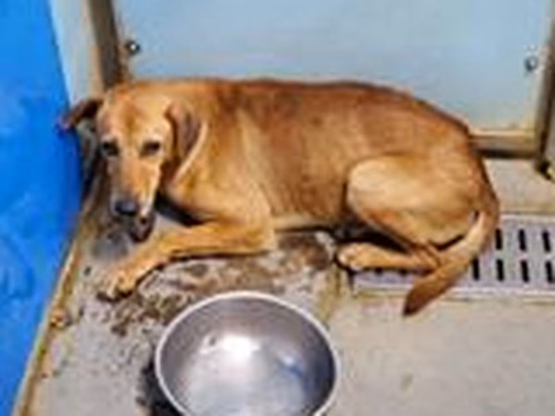 Tan adult male mixed-breed dog, Medium, shelter no. …3005