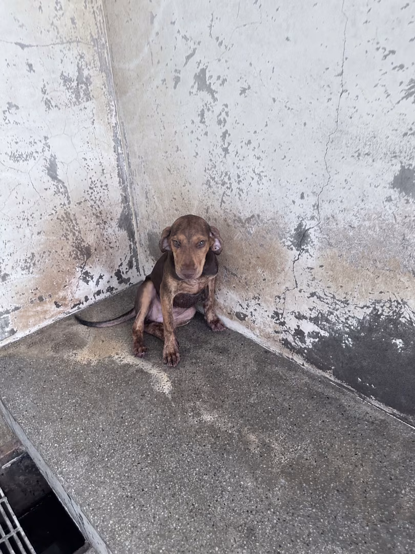 Black-and-tan young female mixed-breed dog, Medium, shelter no. …2044