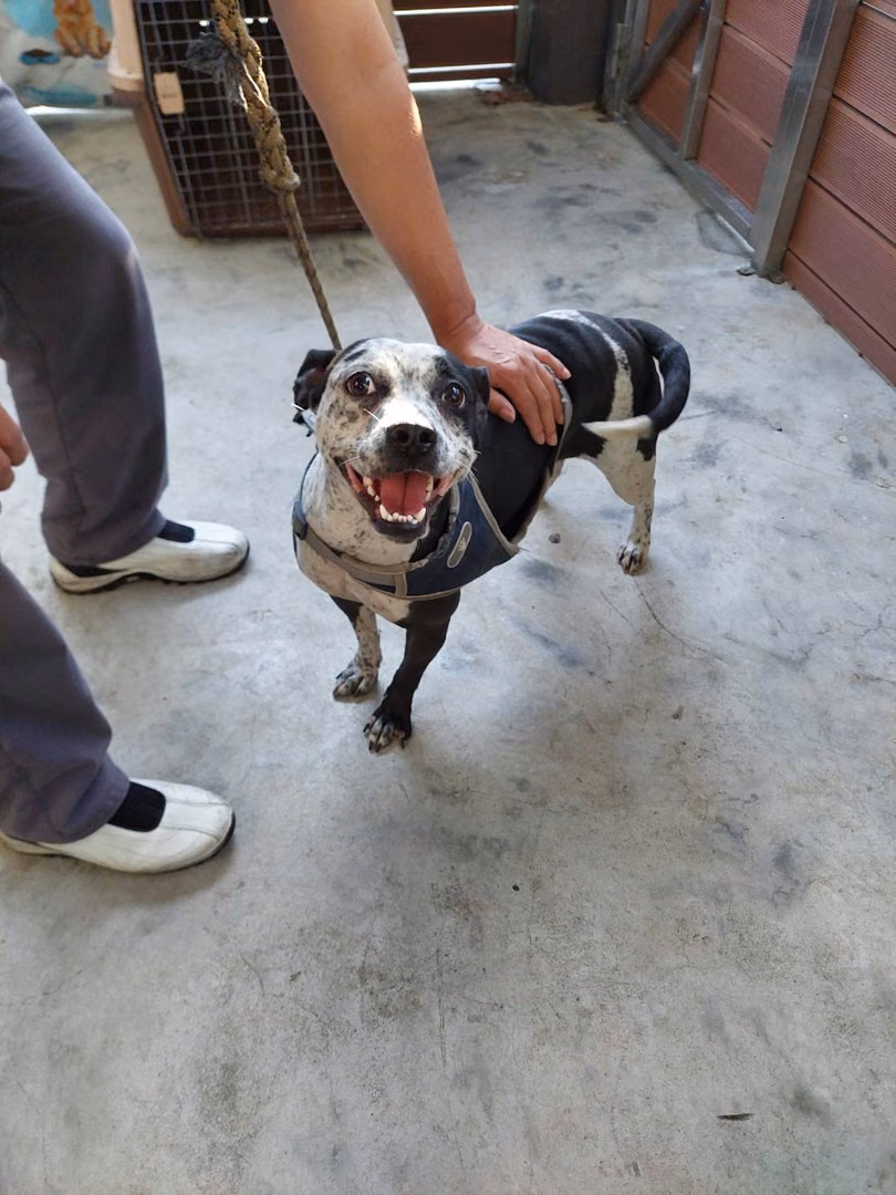 Black-and-white adult female mixed-breed dog, Medium, shelter no. …0001