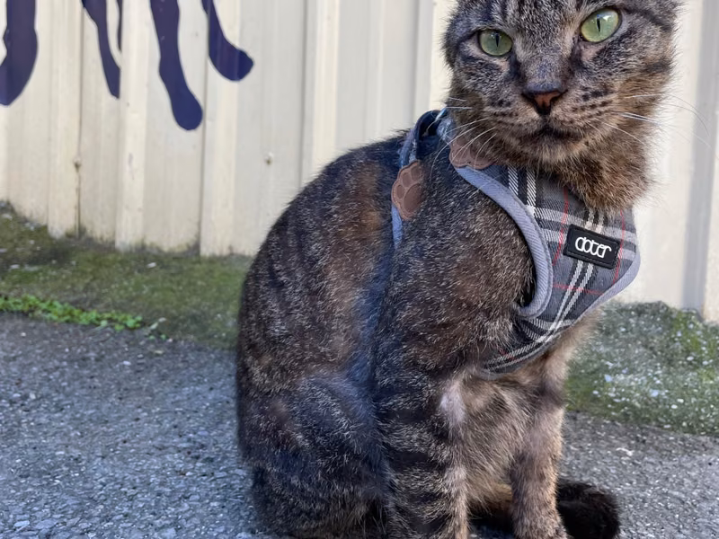 Tabby adult male mixed-breed cat, Small, shelter no. …2001