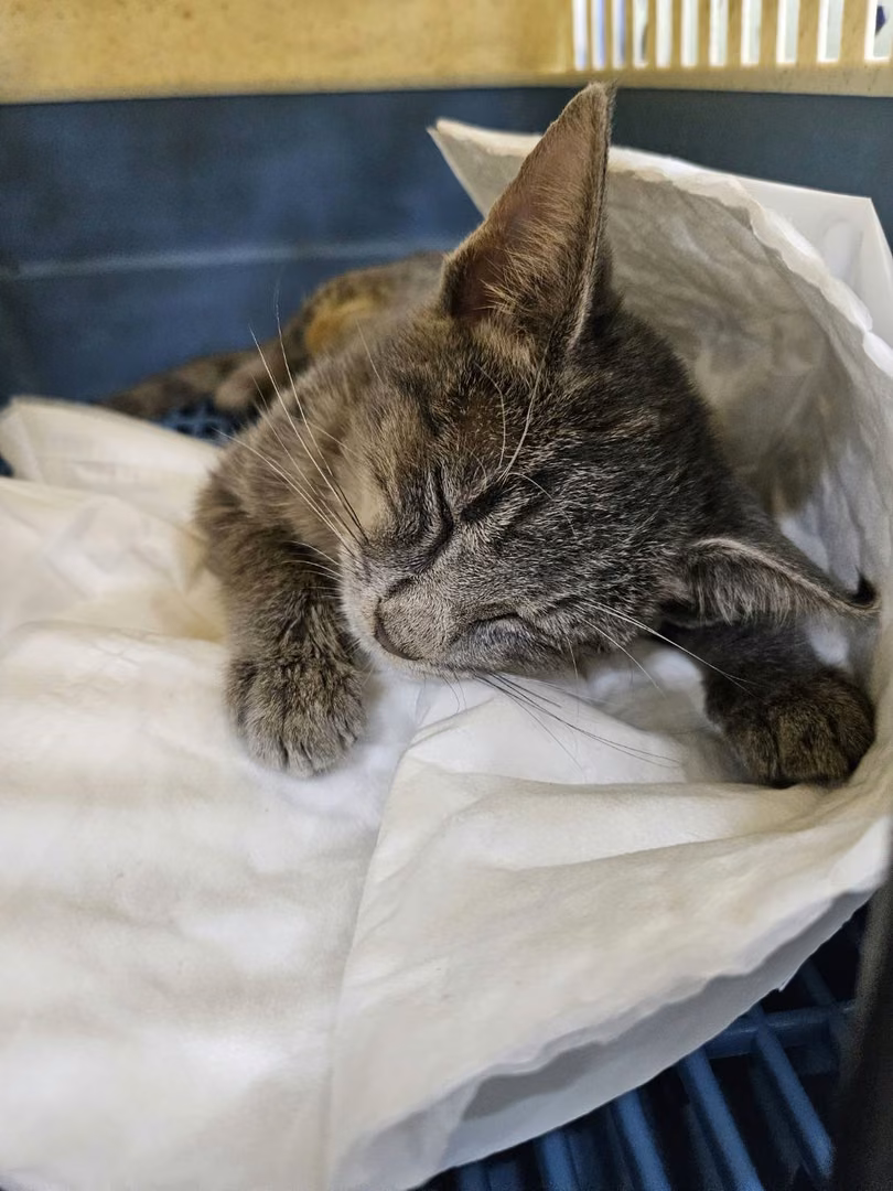 Gray young female mixed-breed cat, Small, shelter no. …7C05
