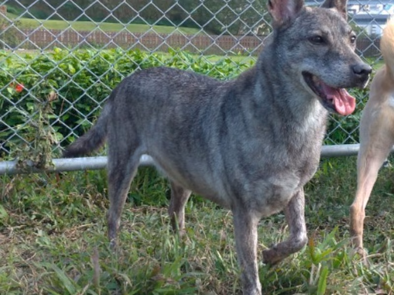 Tabby adult female mixed-breed dog, Medium, shelter no. …0808