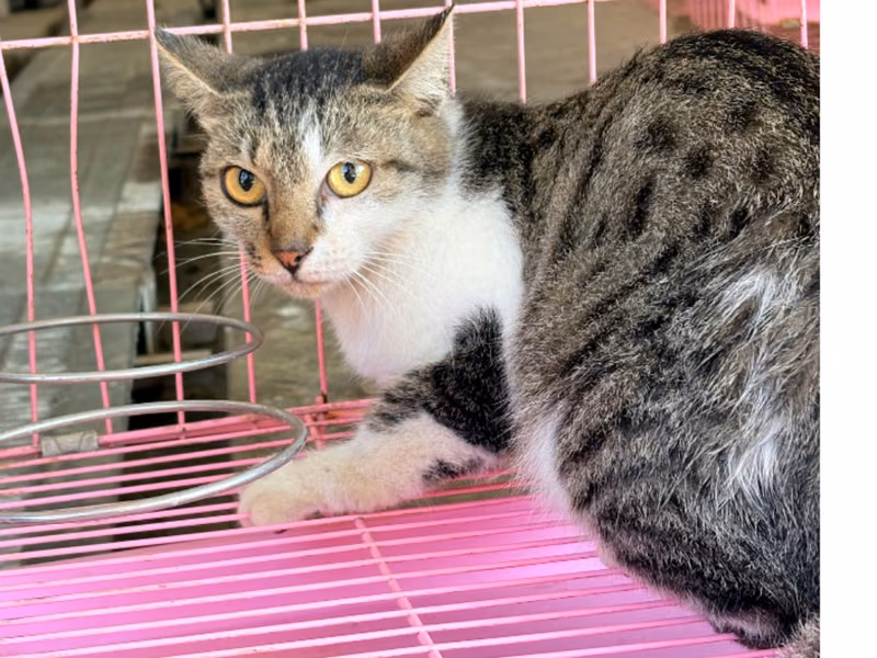 Tabby adult female mixed-breed cat, Medium, shelter no. …7001