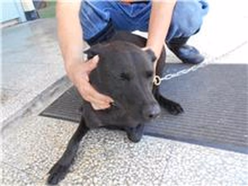 Black adult female mixed-breed dog, Medium, shelter no. …4004