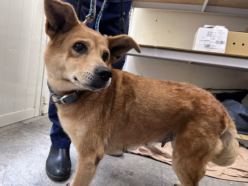 Tan adult female mixed-breed dog, Medium, shelter no. …0201