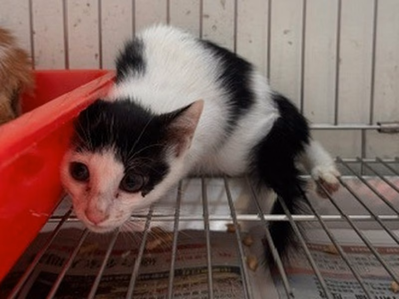 Pusang halo ang lahi (Bata, itim at puti), Maliit, blg. ng shelter …2002