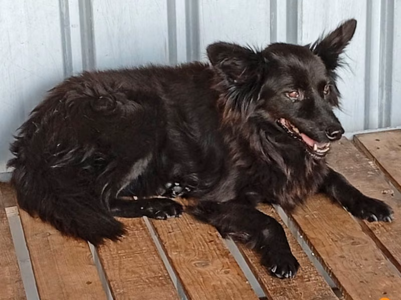 Black adult female mixed-breed dog, Large, shelter no. …002D
