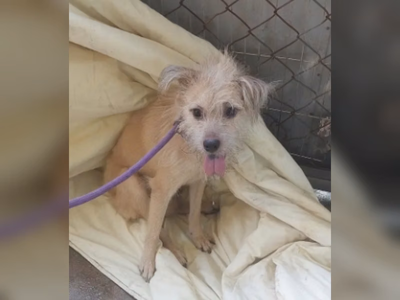 Cream adult male mixed-breed dog, Medium, shelter no. …1002