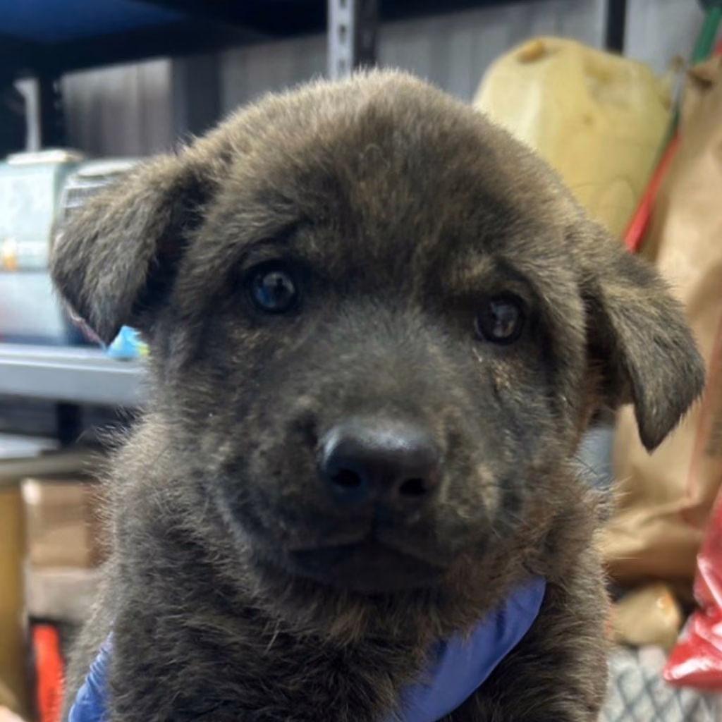 Tabby adult male mixed-breed dog, Medium, shelter no. …3001