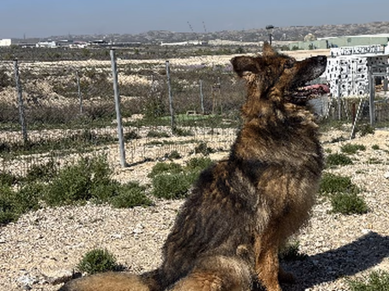 Richard, Senior · Male · Large · Mixed breed