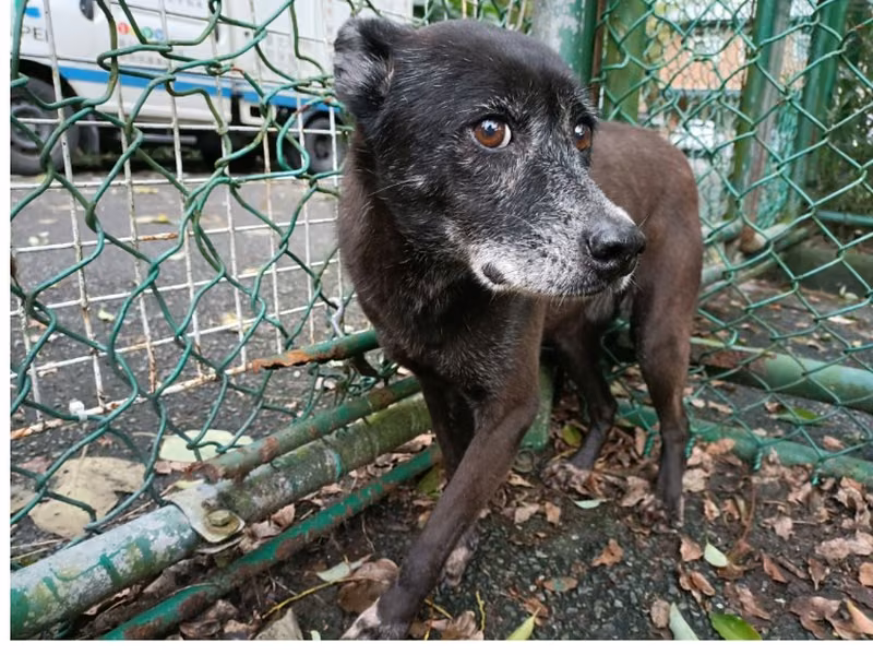 Black adult female mixed-breed dog, Medium, shelter no. …0912