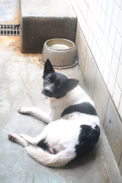 Black-and-white adult female mixed-breed dog, Large, shelter no. …0269