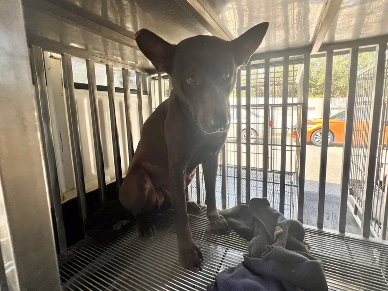 Black adult female mixed-breed dog, Medium, shelter no. …5003