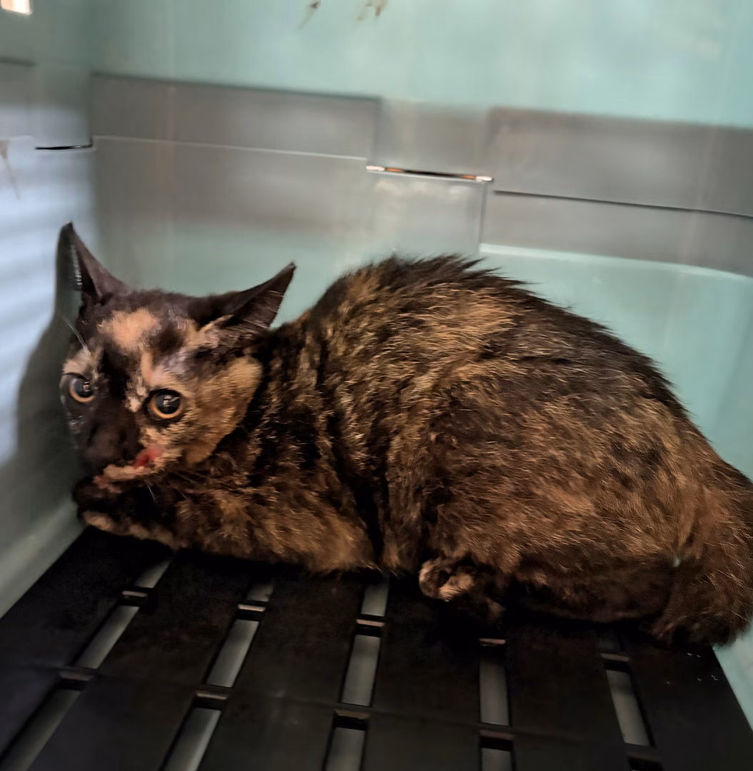 Black-and-brown young female mixed-breed cat, Small, shelter no. …8002