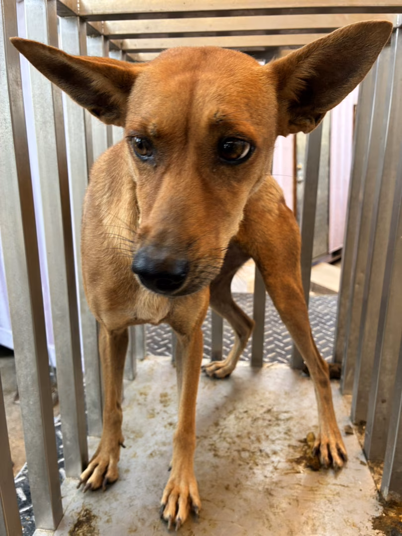 Tan adult female mixed-breed dog, Medium, shelter no. …7009