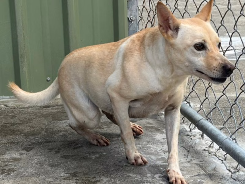 White adult female mixed-breed dog, Large, shelter no. …002D