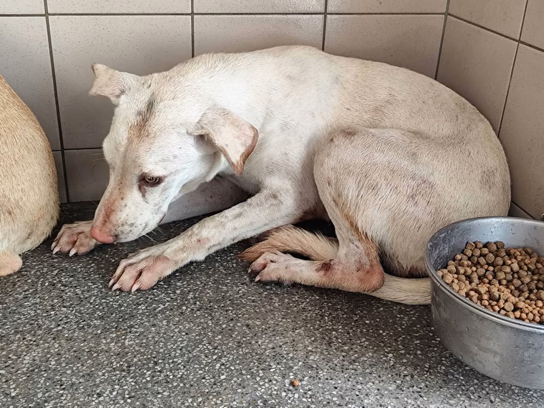 White adult female mixed-breed dog, Large, shelter no. …2708