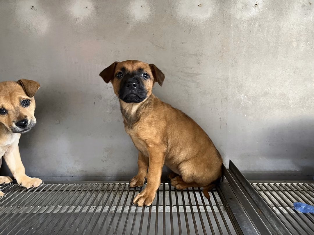 Tan young female mixed-breed dog, Small, shelter no. …9D04