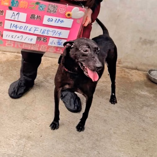 Black adult female mixed-breed dog, Medium, shelter no. …8001