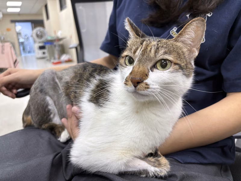Tabby-and-white adult female mixed-breed cat, Medium, shelter no. …9002