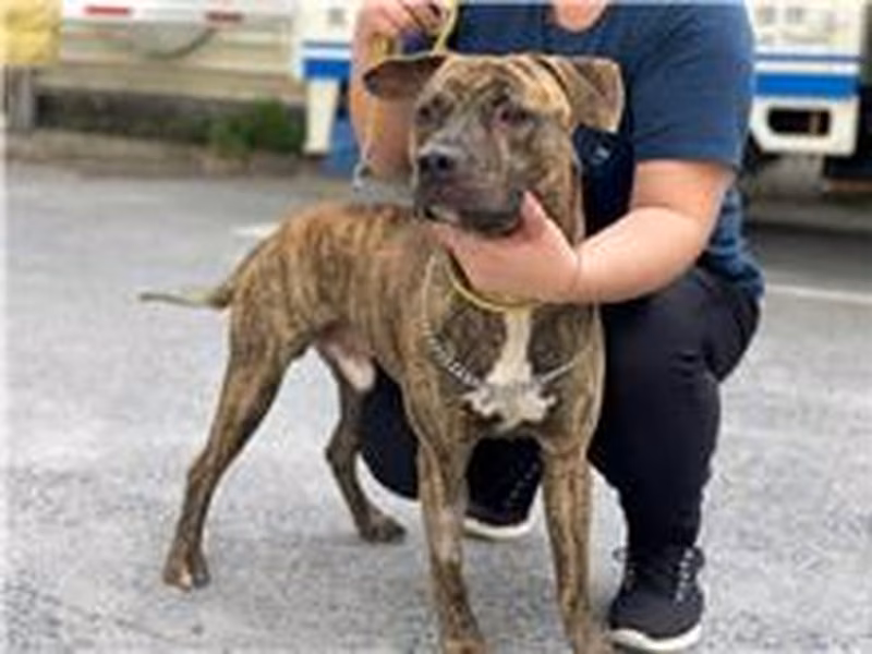 Tabby adult male mixed-breed dog, Medium, shelter no. …0305