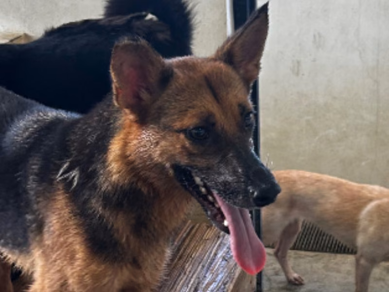 Black-and-tan adult female mixed-breed dog, Medium, shelter no. …4016