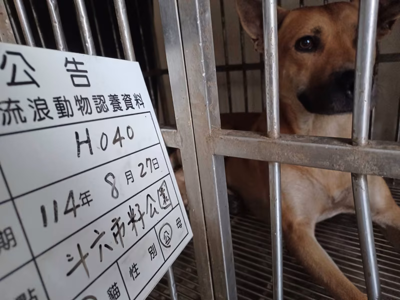 Tan adult male mixed-breed dog, Large, shelter no. …040D