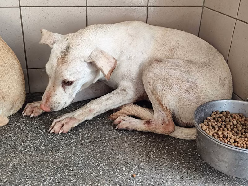 White adult female mixed-breed dog, Large, shelter no. …2708