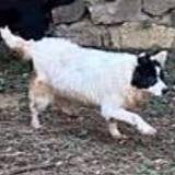 Black-and-white adult female mixed-breed dog, Medium, shelter no. …3002