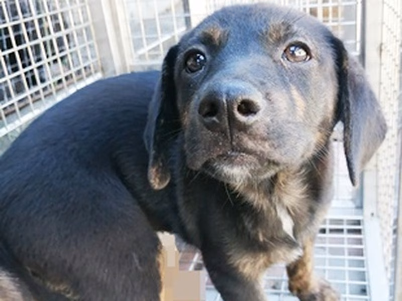 Black tabby adult female mixed-breed dog, Medium, shelter no. …0008