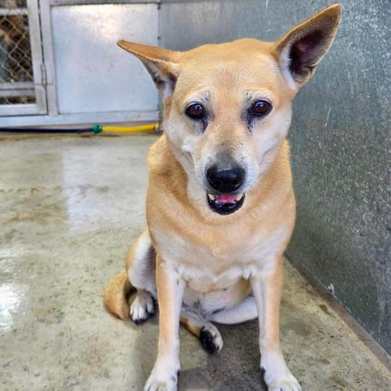 Tan adult female mixed-breed dog, Medium, shelter no. …1403