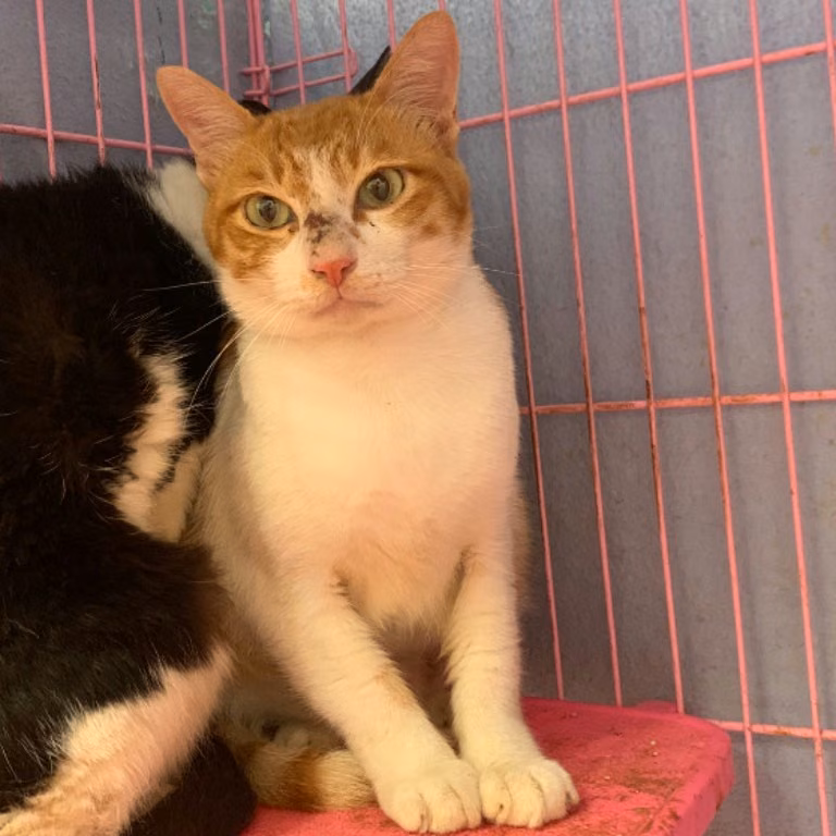 Orange-and-white adult male mixed-breed cat, Small, shelter no. …3004