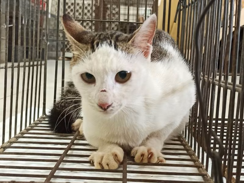 Adult female mixed-breed cat, Small, shelter no. …6C01