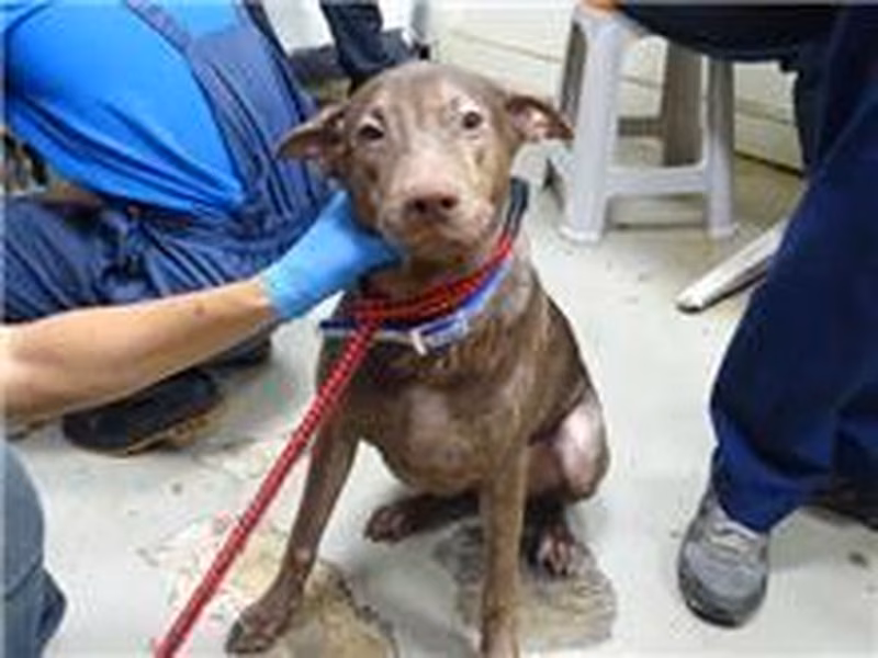 Brown adult male mixed-breed dog, Medium, shelter no. …0702