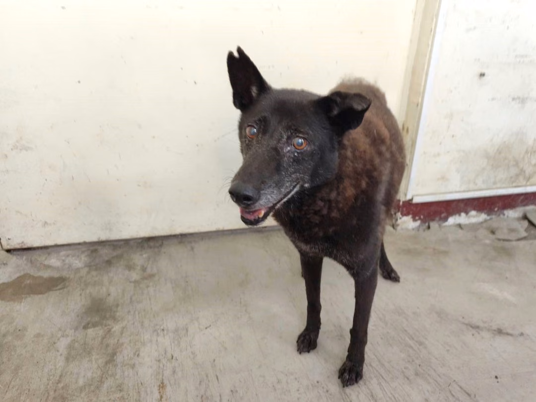 Black adult female mixed-breed dog, Large, shelter no. …0810